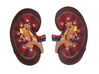 Image of Educational plastic kidney models on white background