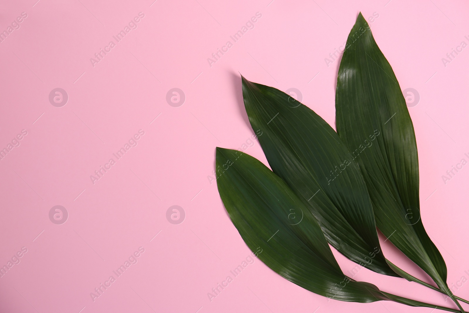 Photo of Beautiful tropical leaves on color background, top view