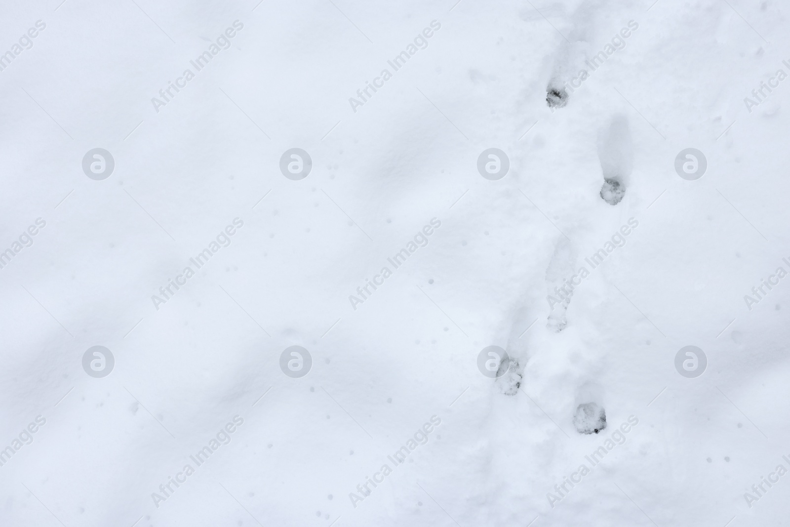 Photo of Human trails on snow outdoors, top view. Space for text