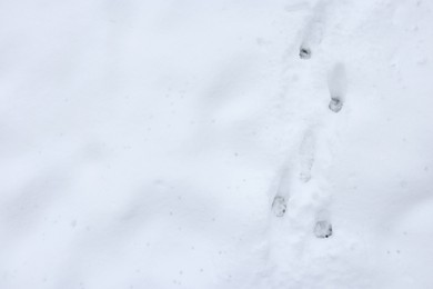 Human trails on snow outdoors, top view. Space for text