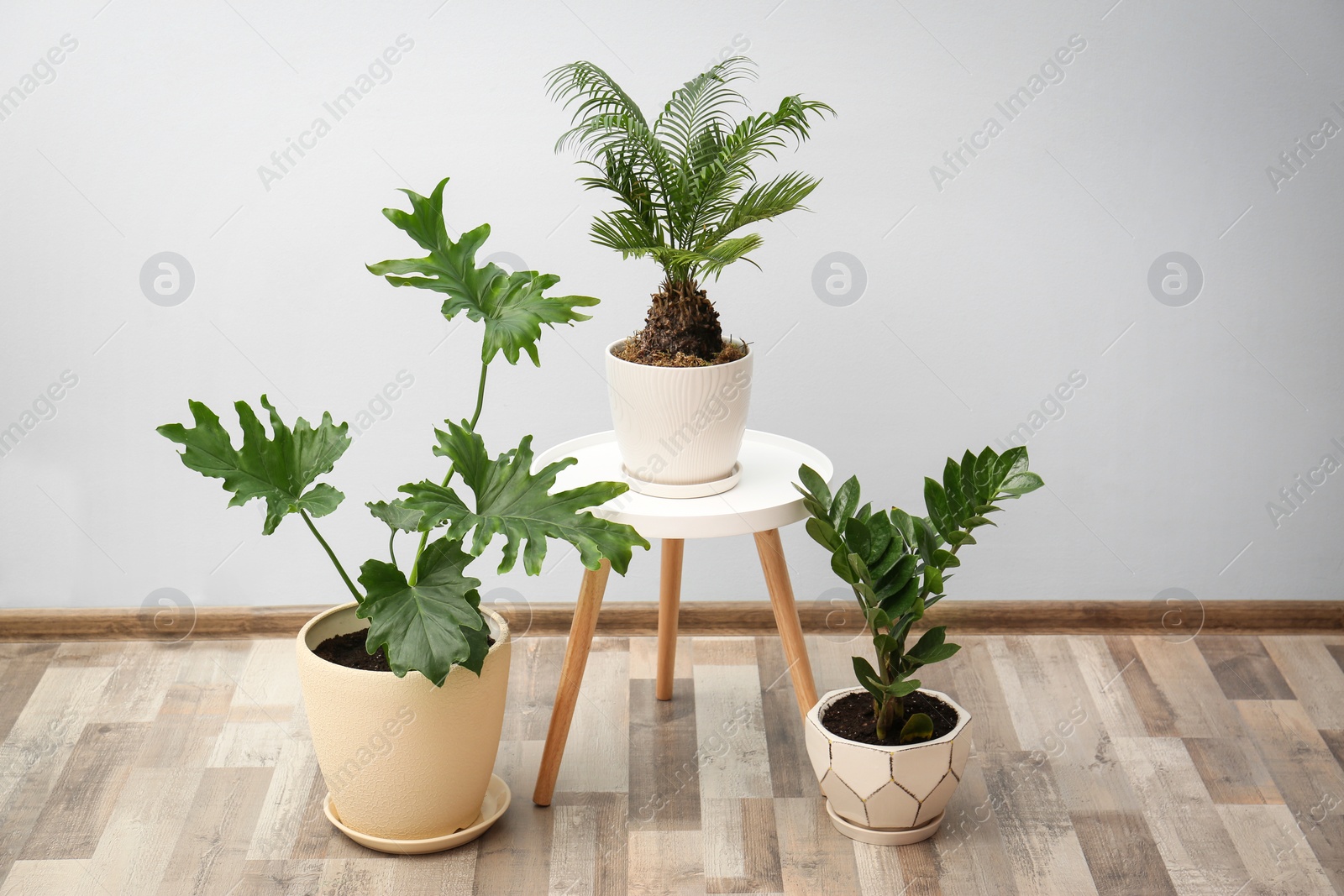 Photo of Flowerpots with tropical plants against light wall indoors