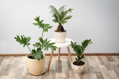 Flowerpots with tropical plants against light wall indoors