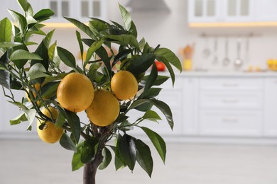 Lemon tree with ripe fruits in kitchen. Space for text