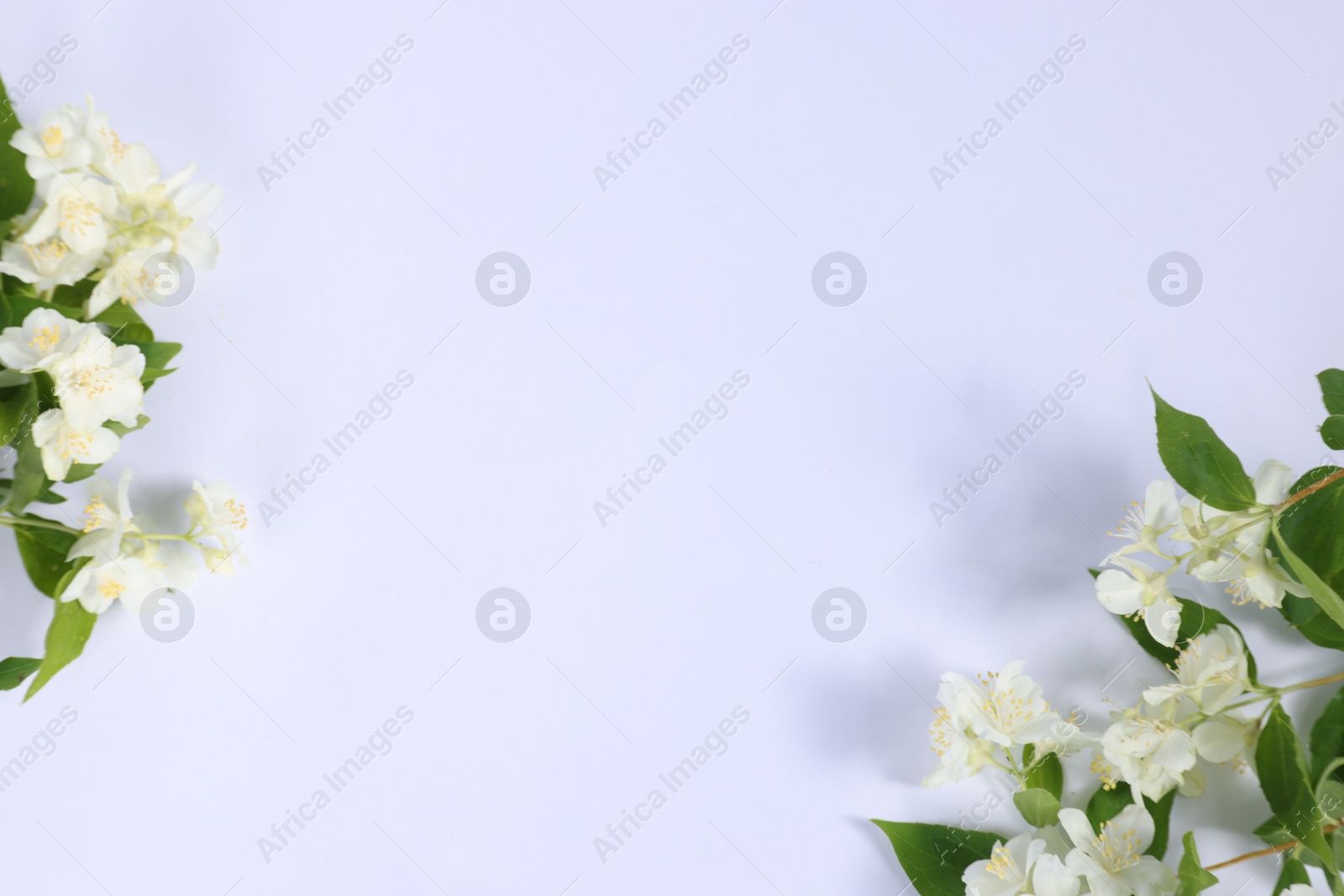 Photo of Beautiful jasmine flowers on white background, top view. Space for text