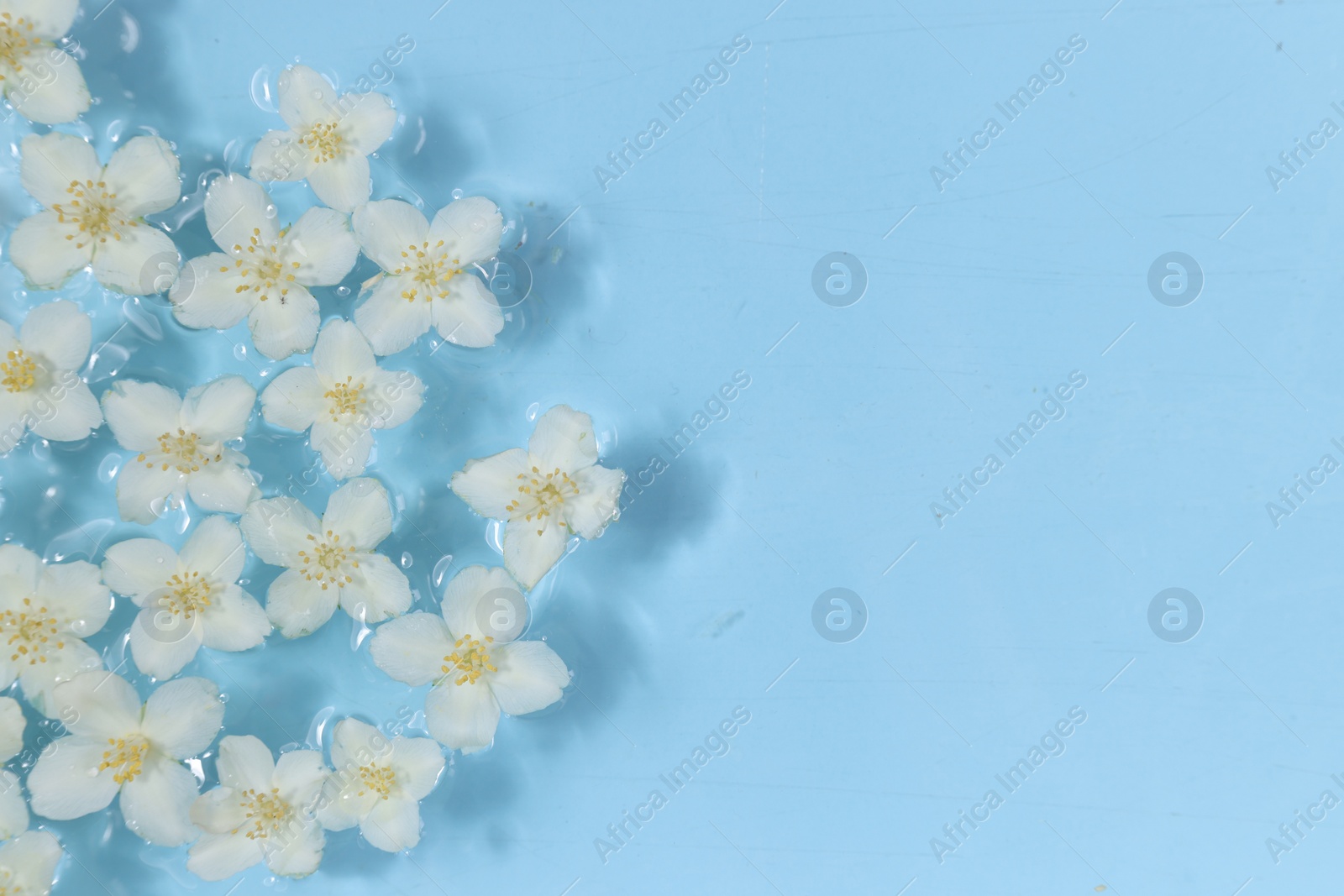 Photo of Beautiful jasmine flowers in water on light blue background, top view. Space for text