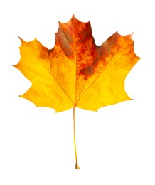 Autumn season. One maple leaf isolated on white