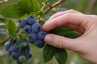 Photo of Woman picking up wild blueberries outdoors, closeup. Seasonal berries