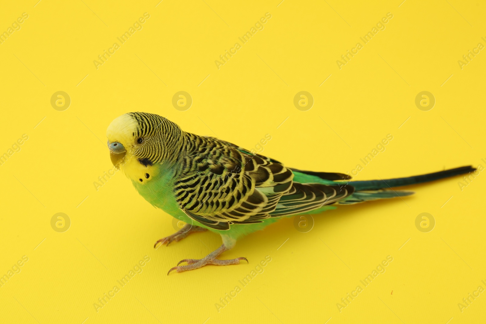 Photo of Beautiful parrot on yellow background. Exotic pet