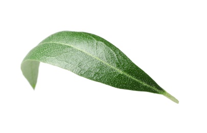 Photo of Fresh green olive leaf on white background