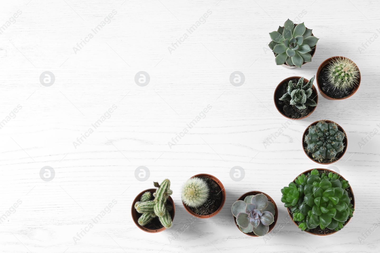 Photo of Flat lay composition with different succulent plants in pots on white wooden table, space for text. Home decor