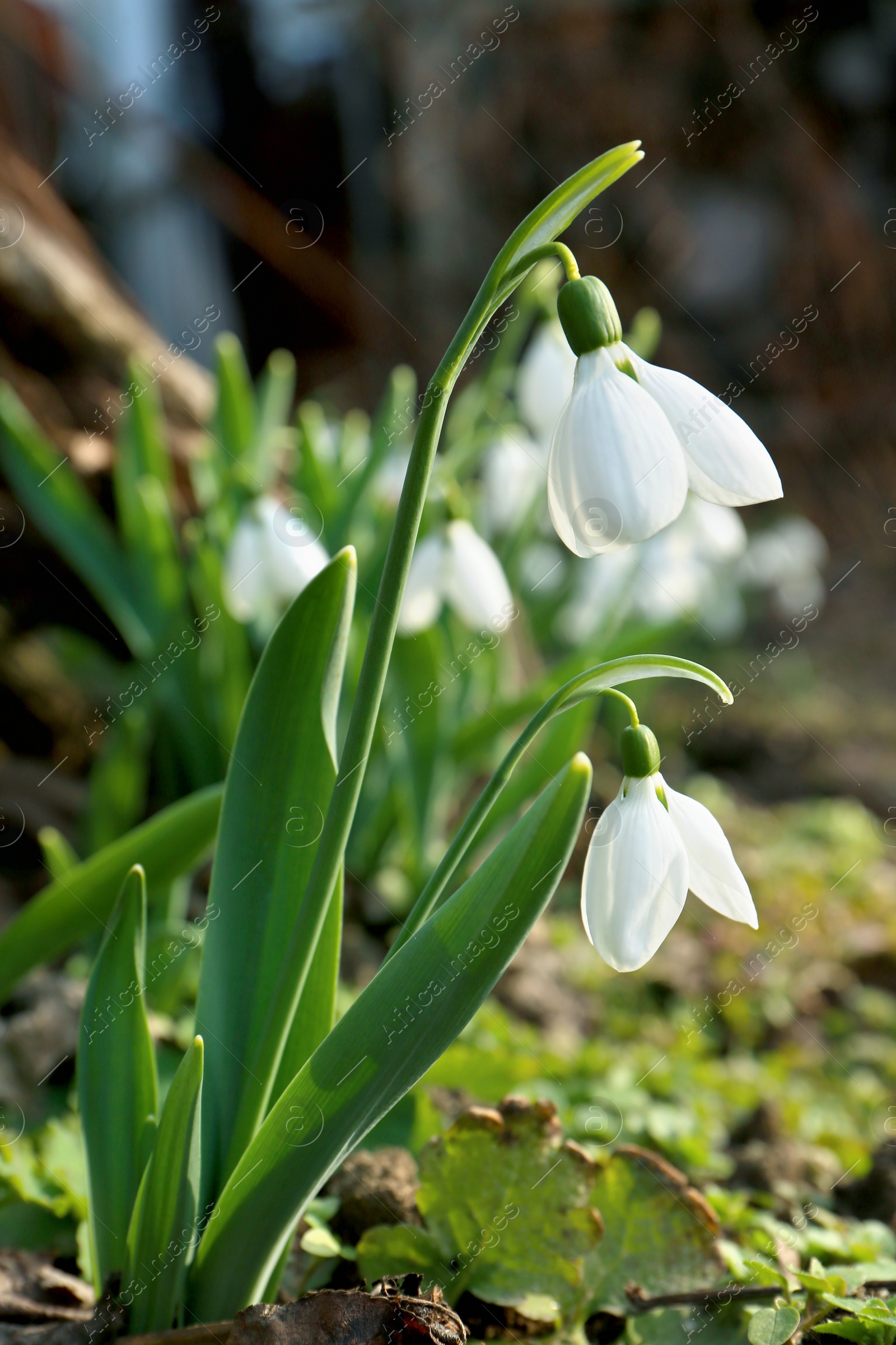 Photo of Beautiful white blooming snowdrops growing outdoors. Spring flowers