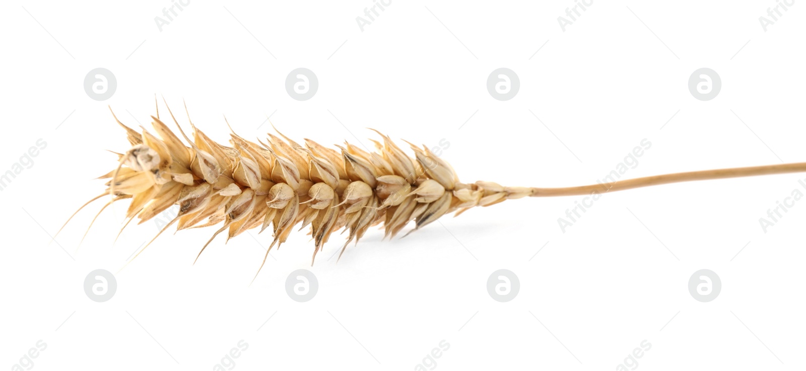 Photo of Dry ear of wheat isolated on white