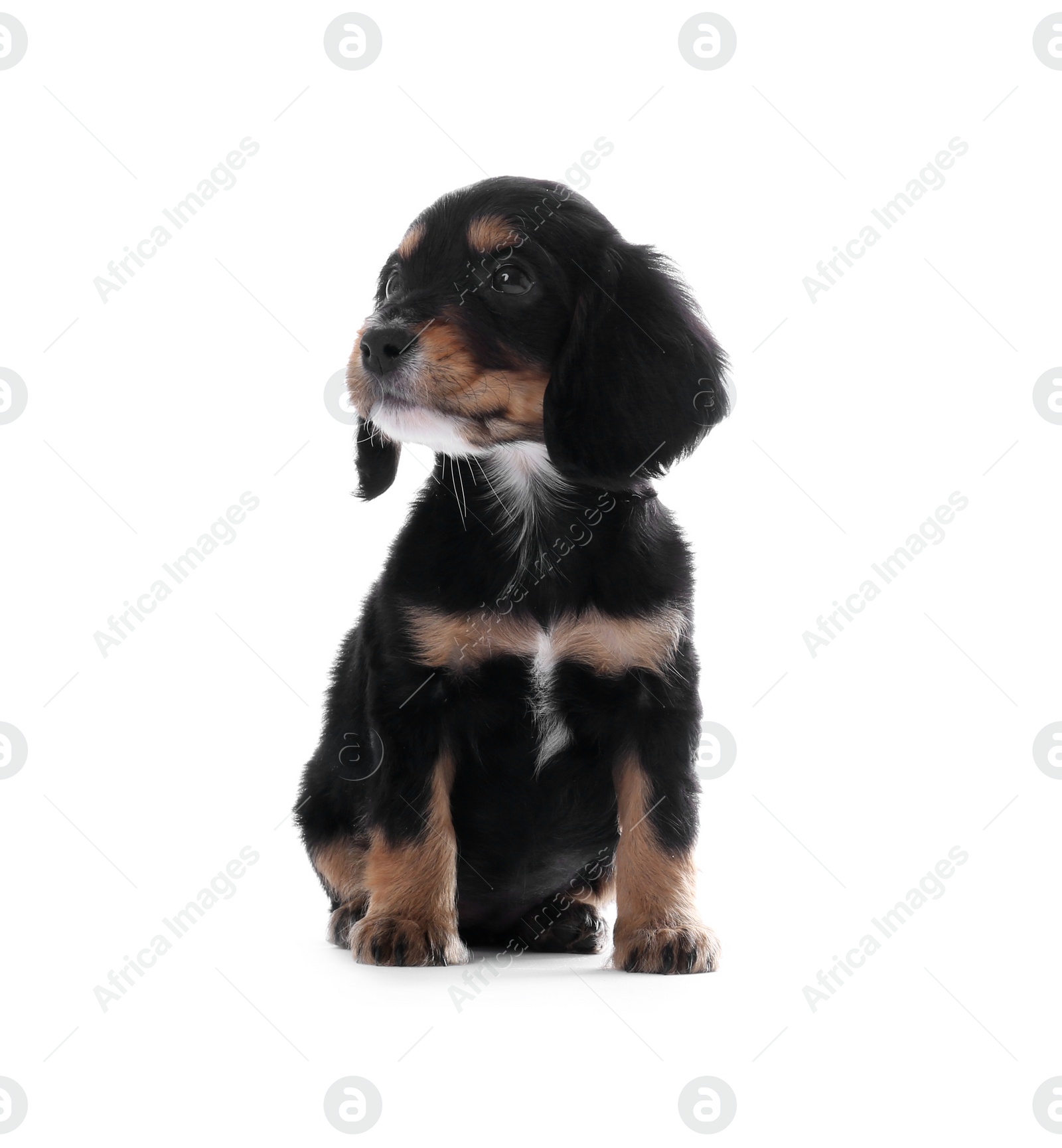 Photo of Cute English Cocker Spaniel puppy on white background