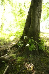 Photo of Tree trunk and roots in forest outdoors