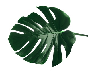 Photo of Beautiful monstera leaf isolated on white. Tropical plant