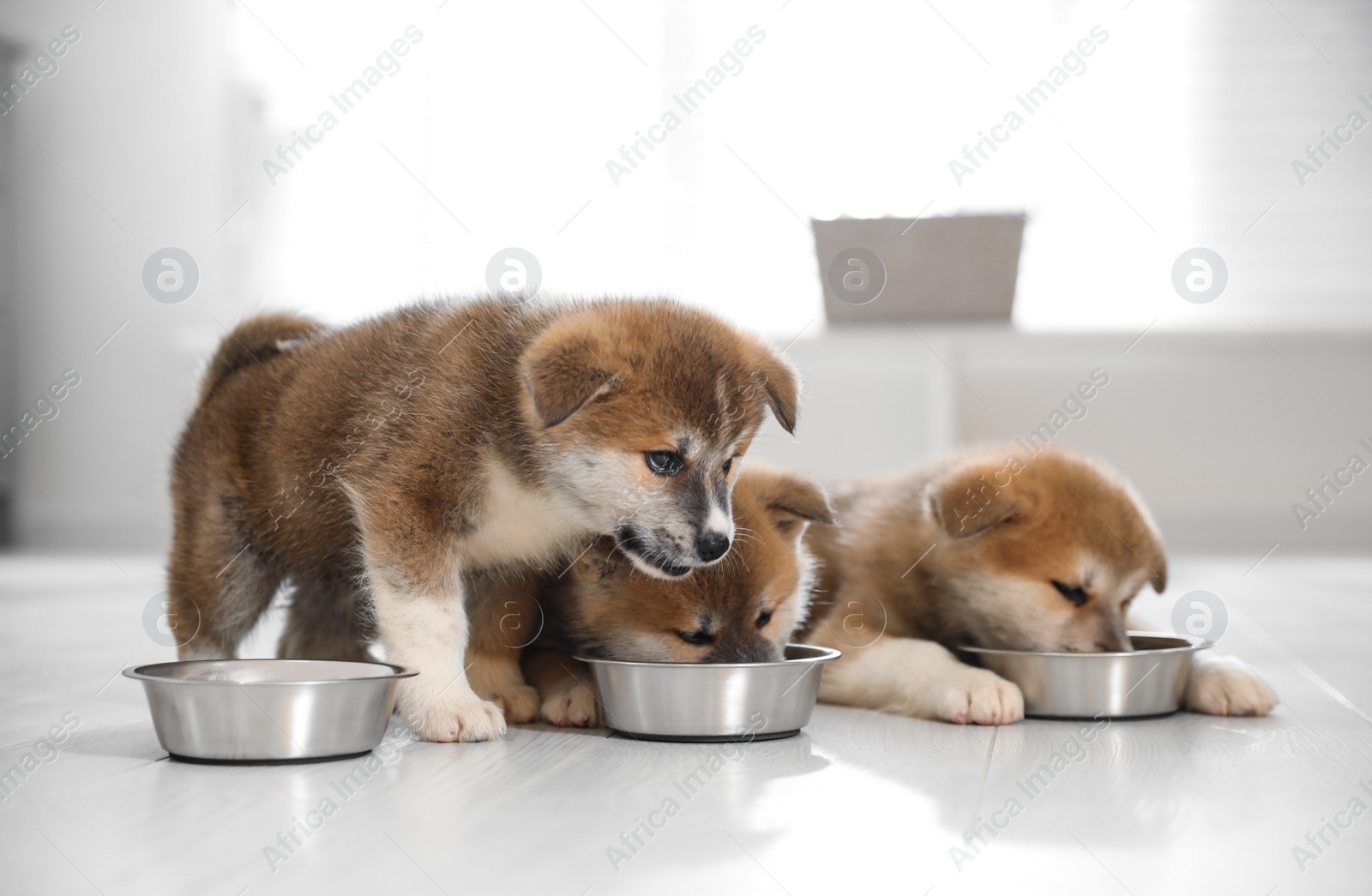 Photo of Adorable Akita Inu puppies eating from feeding bowls indoors