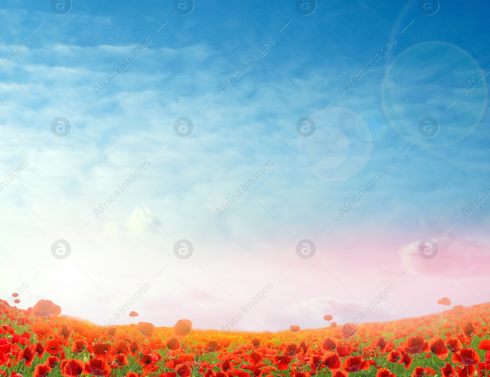 Image of Beautiful red poppy flowers under blue sky with clouds