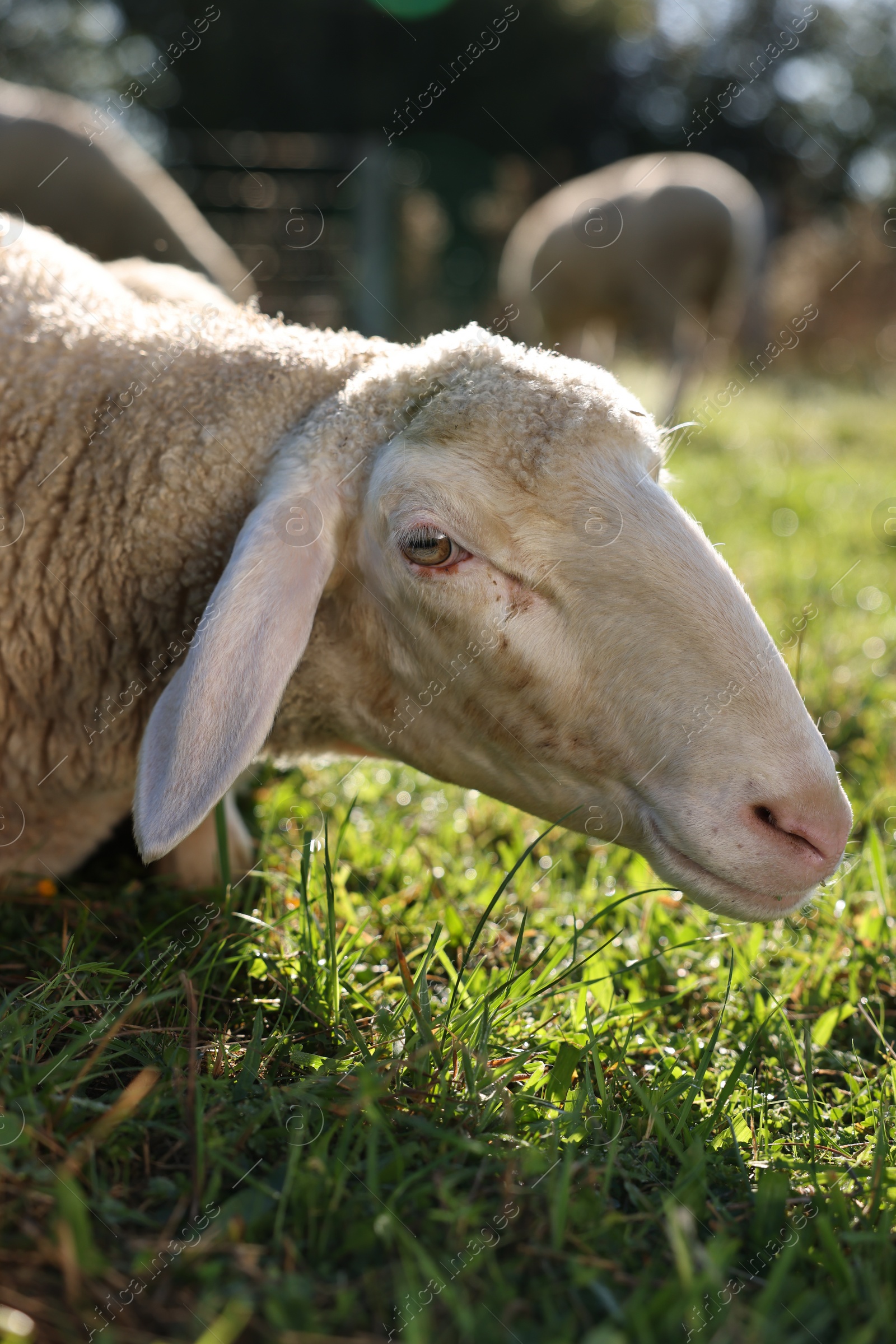 Photo of Cute sheep grazing outdoors on sunny day. Farm animals