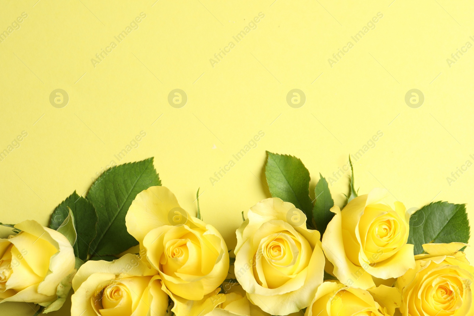 Photo of Beautiful roses on yellow background, flat lay. Space for text