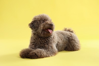 Photo of Cute Toy Poodle dog on yellow background