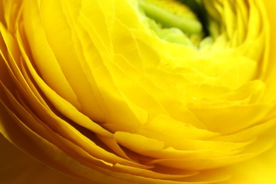 Photo of Closeup view of beautiful blooming ranunculus flower as background. Floral decor