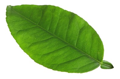 Photo of Green leaf of lemon tree isolated on white