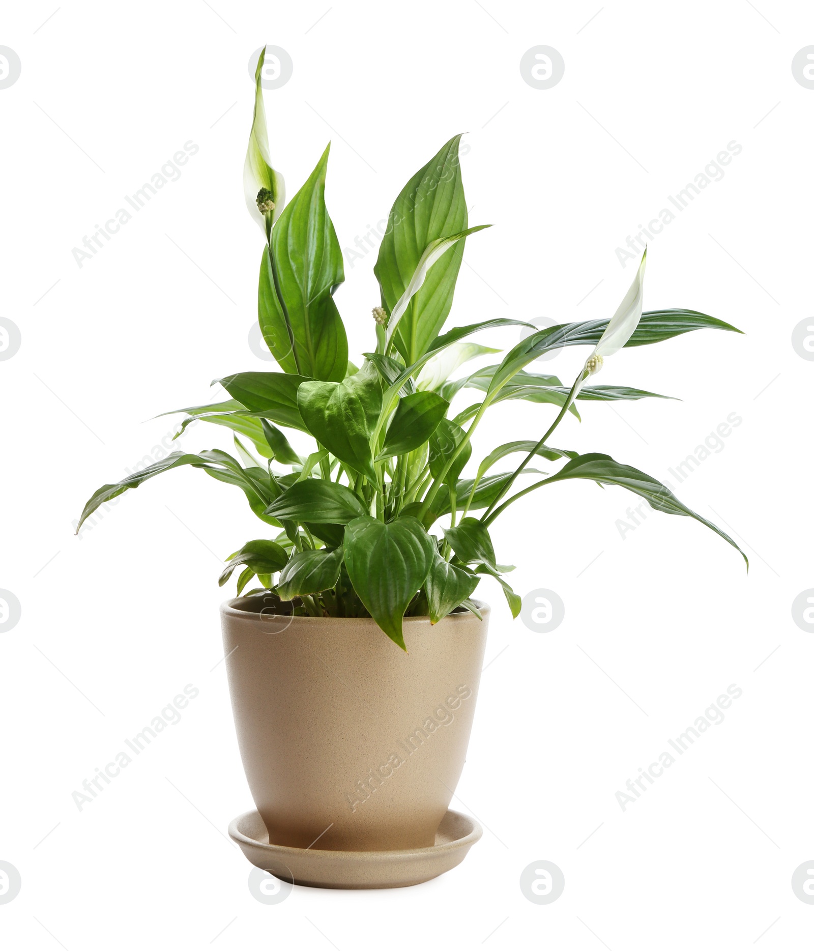 Photo of Potted peace lily plant on white background