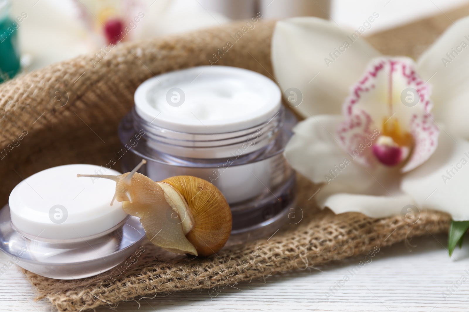 Photo of Snail and cream on white table, closeup