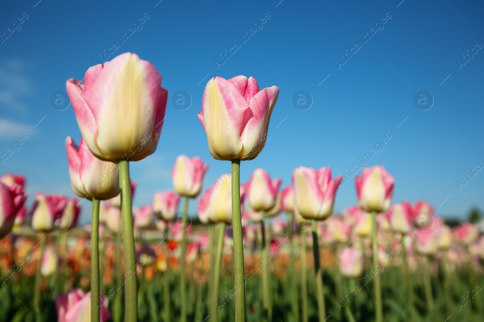 Photo of Beautiful pink tulip flowers growing in field on sunny day, closeup