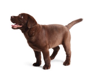 Photo of Cute chocolate Labrador Retriever puppy on white background