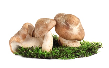Photo of Fresh wild mushrooms on white background. Edible fungi