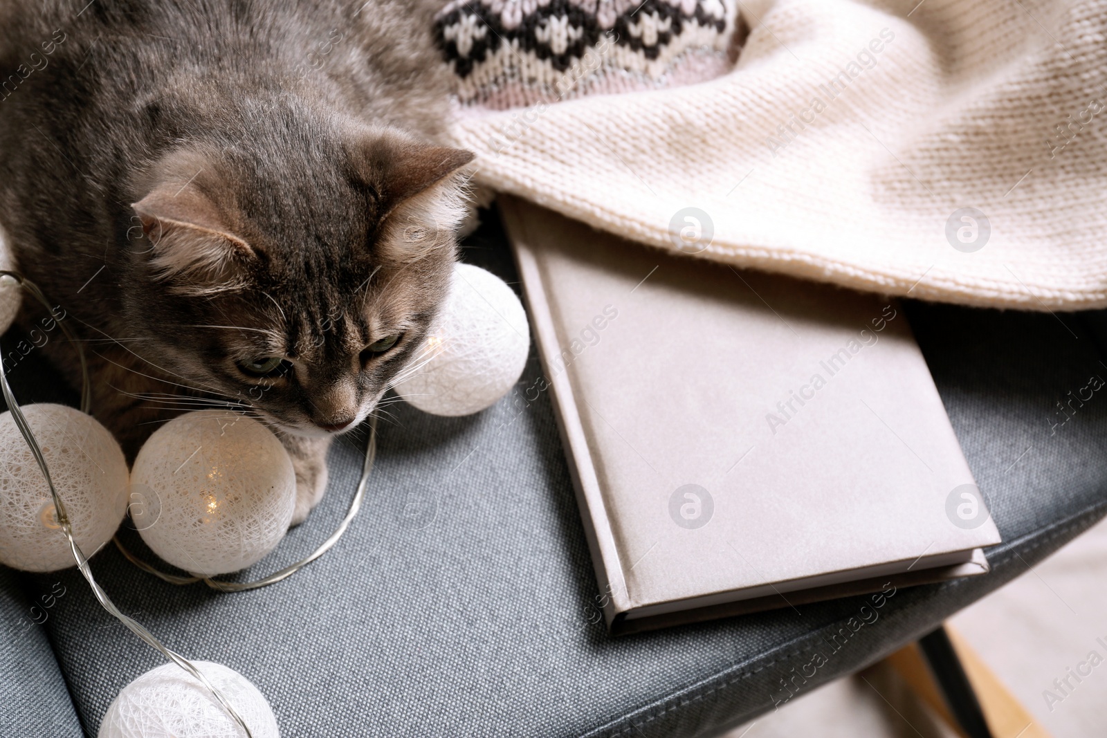 Photo of Cute cat sitting on armchair with warm sweater indoors