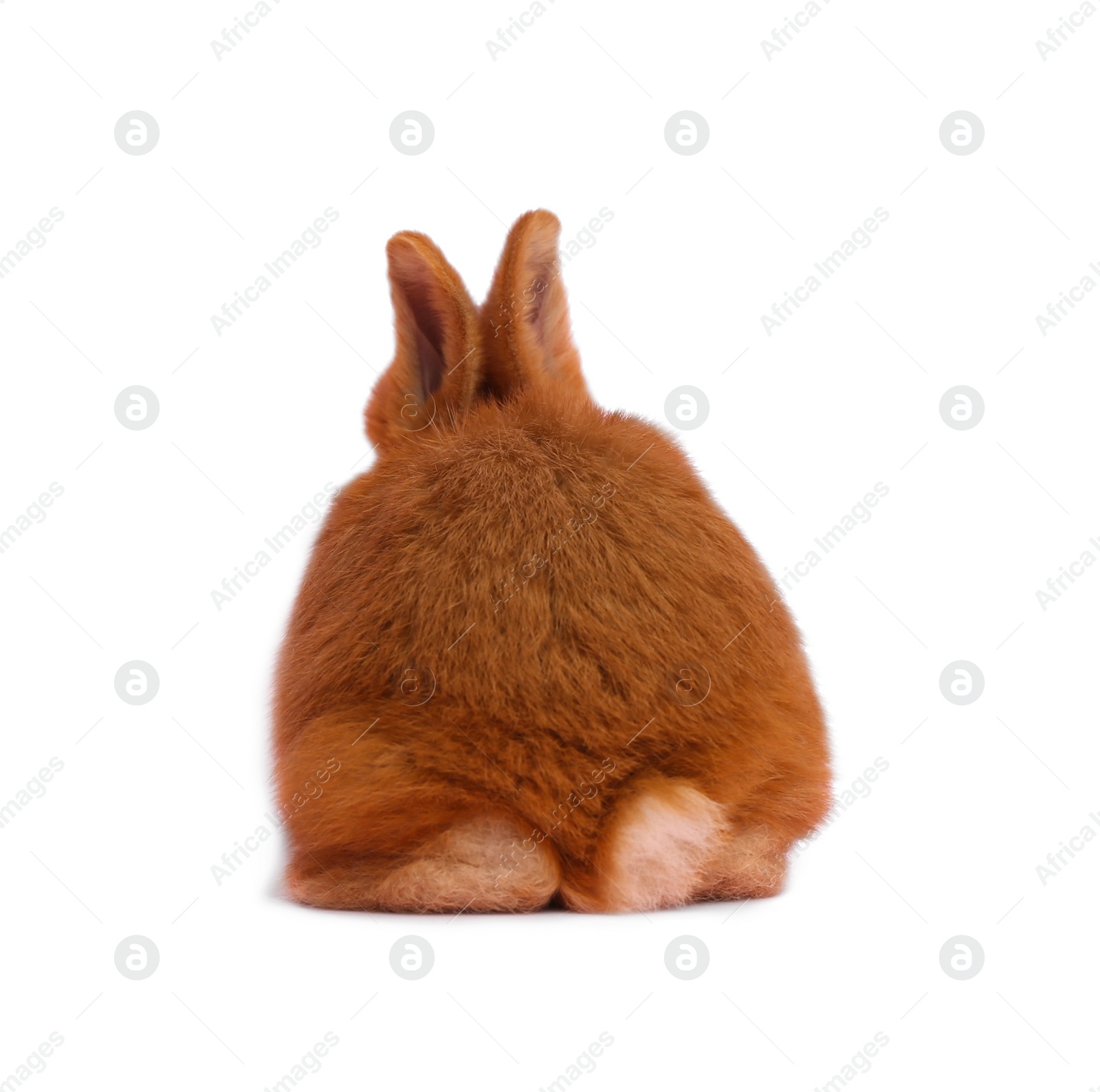 Image of Adorable fluffy Easter bunny on white background