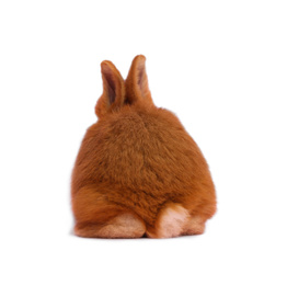 Adorable fluffy Easter bunny on white background