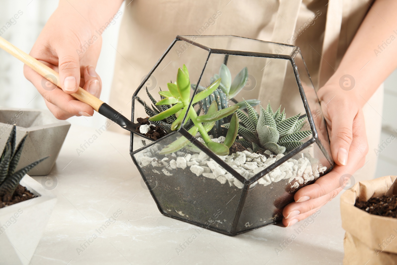 Photo of Young woman making florarium of different succulents at table, closeup