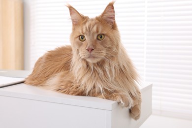 Photo of Adorable domestic cat on desk indoors. Home office