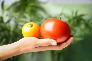 Woman holding ripe tomatoes against blurred background, closeup