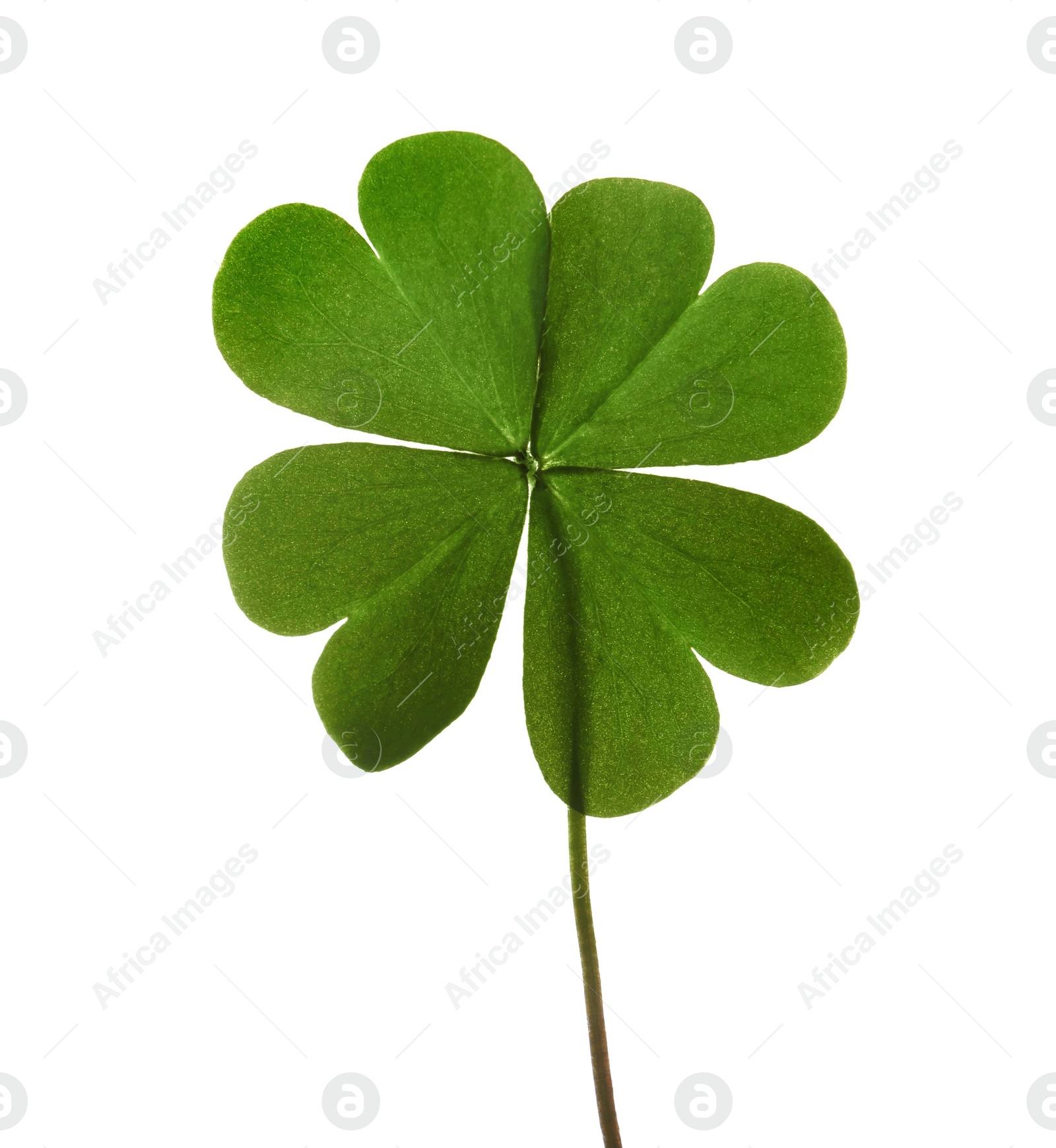 Photo of Green four leaf clover isolated on white