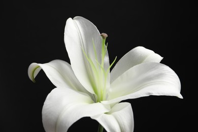 Photo of Beautiful white lily flower on black background, closeup