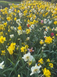 Photo of Beautiful colorful daffodil and tulip flowers growing outdoors on sunny day