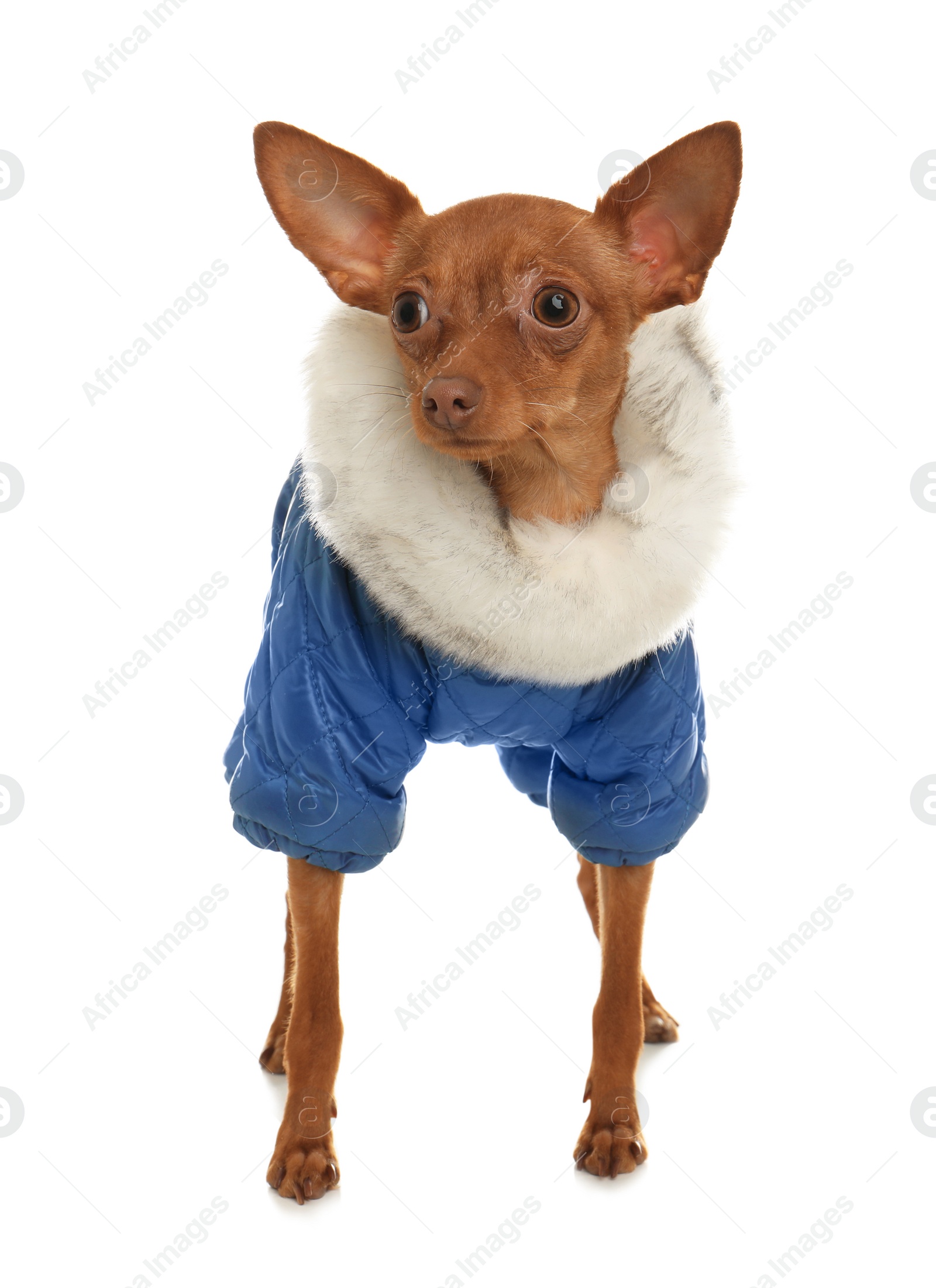 Photo of Cute toy terrier in warm clothes isolated on white. Domestic dog