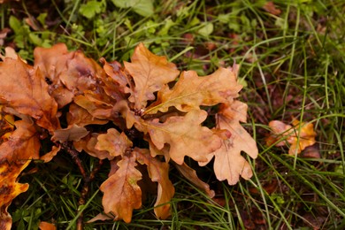 Fallen autumn leaves on green grass outdoors