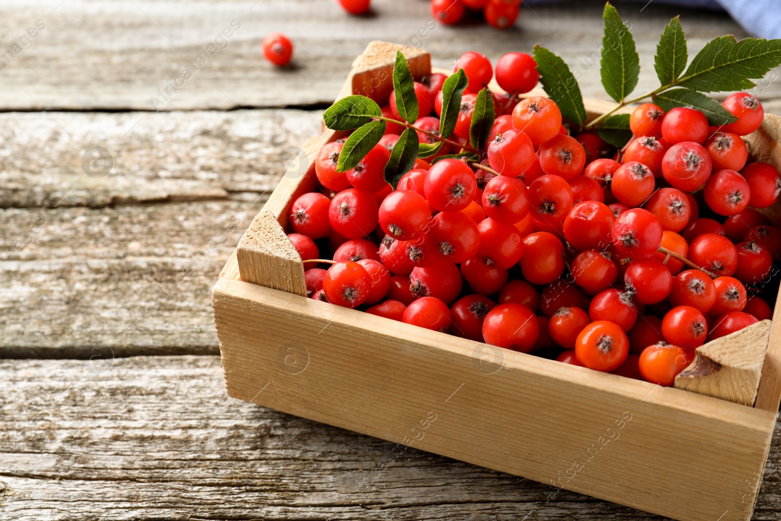 Photo of Fresh ripe rowan berries with green leaves on wooden table, closeup