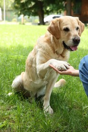 Cute Labrador Retriever dog giving paw to woman outdoors