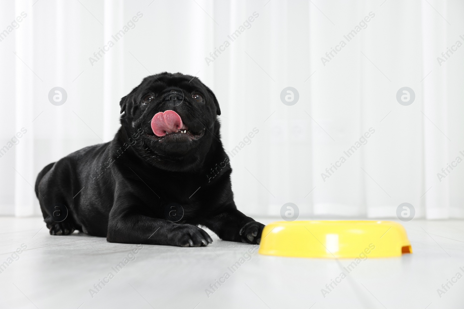 Photo of Cute Pug dog eating from plastic bowl in room, space for text