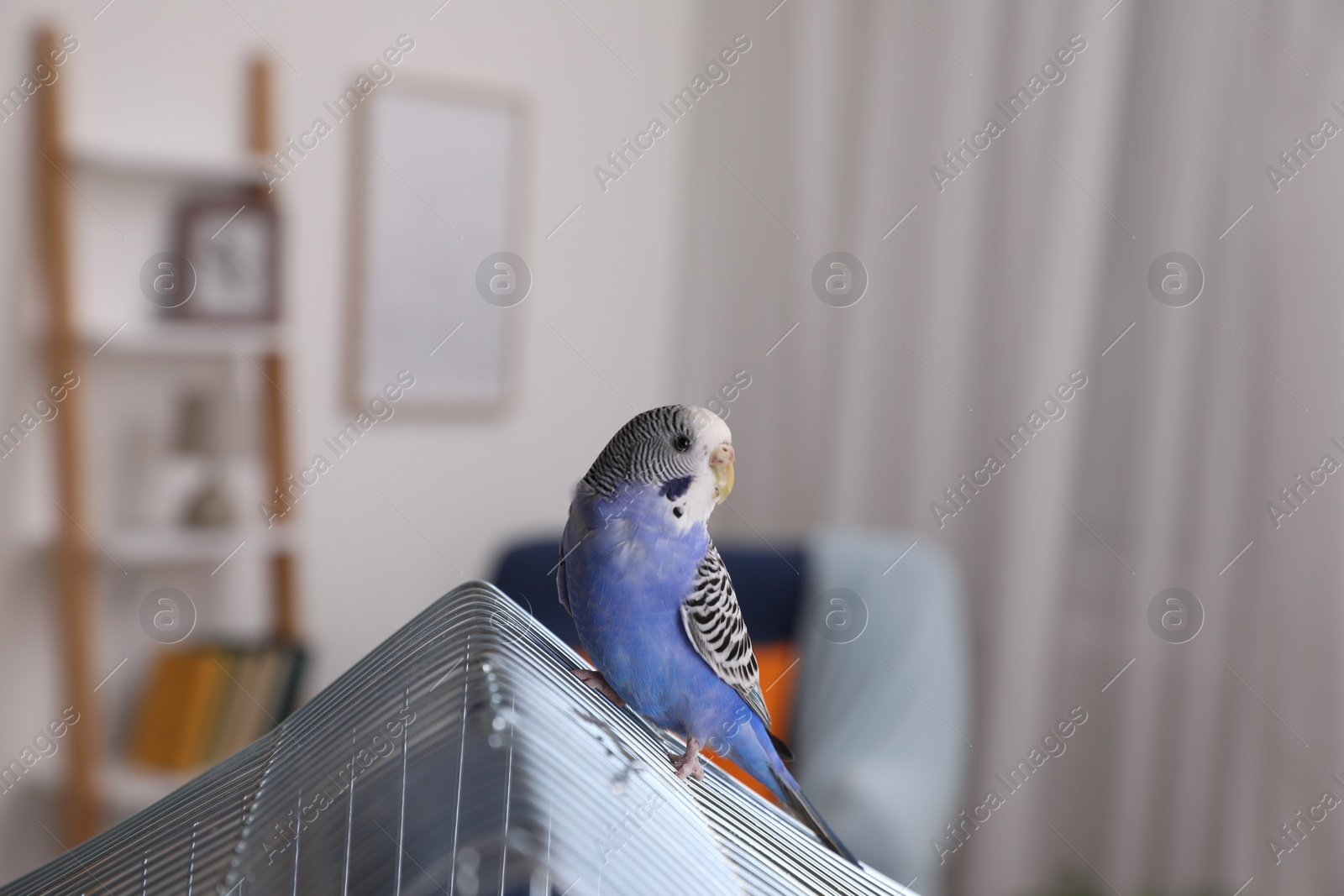 Photo of Beautiful light blue parrot on cage indoors. Cute pet