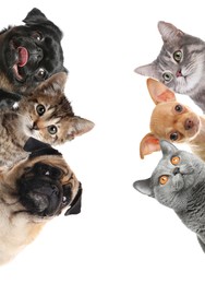 Image of Cute funny cats and dogs on white background