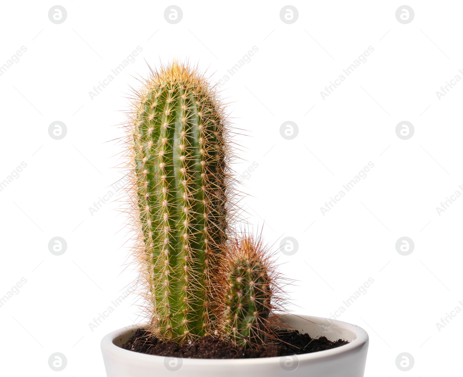 Photo of Beautiful green cacti in pot isolated on white