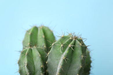 Beautiful cactus on color background