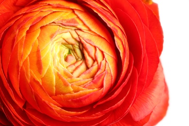 Photo of Closeup view of beautiful delicate ranunculus flower